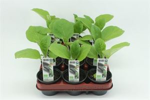 Afbeelding van Aubergine